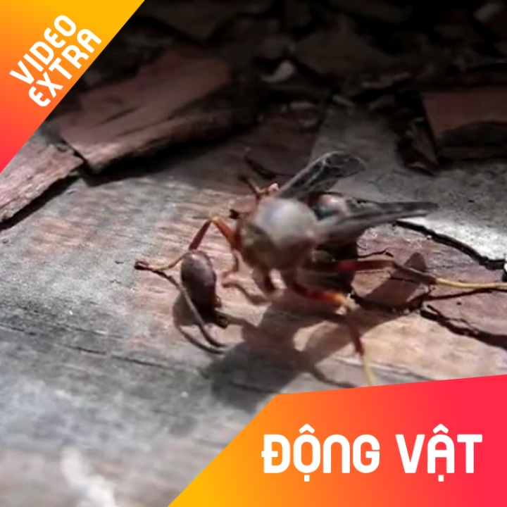 Loai to vo co suc song manh me, tiep tuc bay sau khi mat dau hinh anh