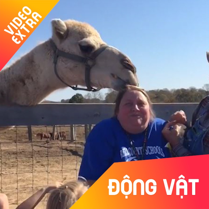 Tai nan hai huoc voi cac loai dong vat trong so thu hinh anh