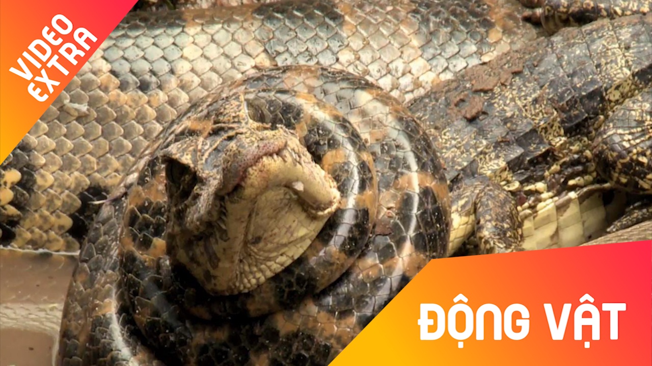 Cuoc san moi du doi cua tran khong lo hinh anh