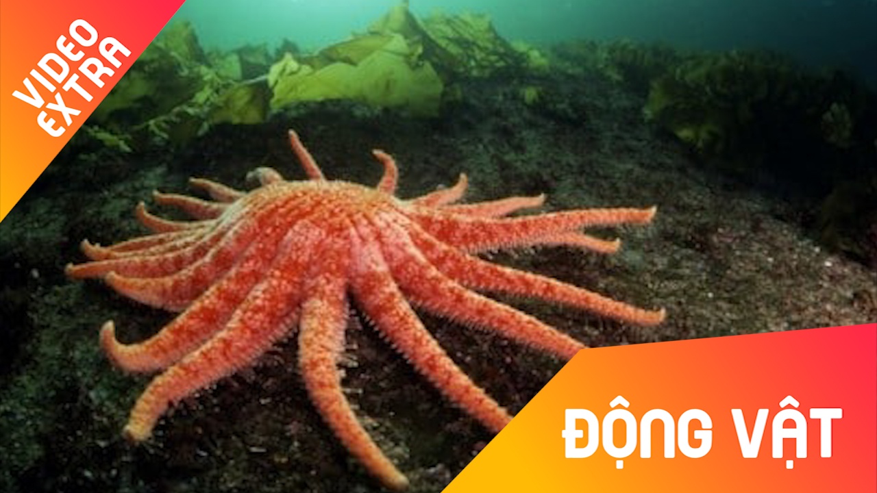 Chiem nguong ve dep day mau sac cua sao bien huong duong hinh anh