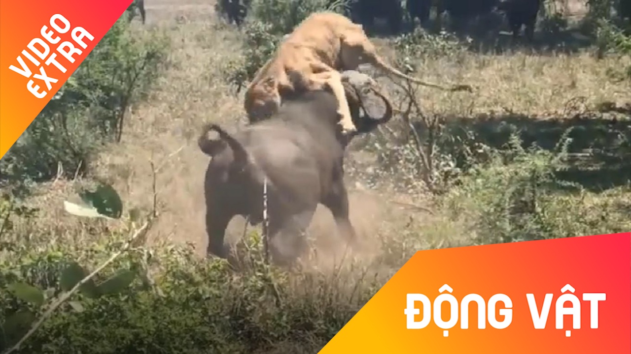 Trau rung 'tap kich' khi su tu dang ngu say hinh anh