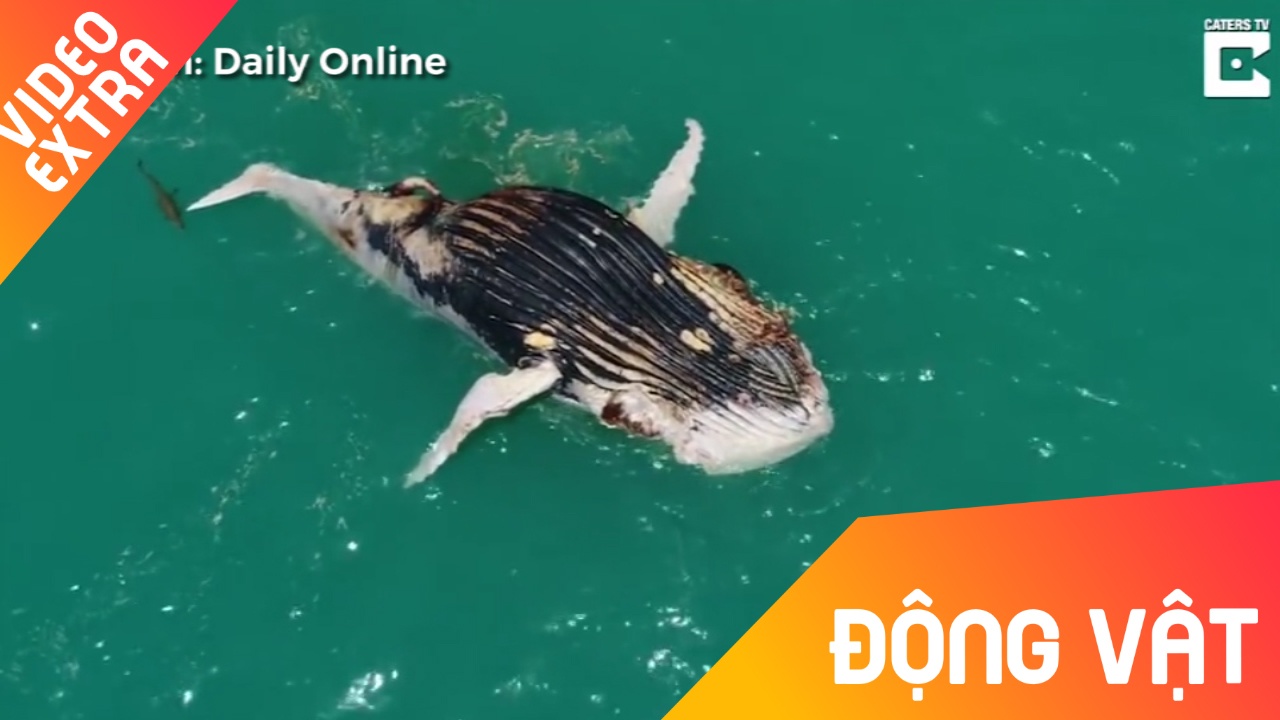 Ca voi khong lo chet, ca map va ca sau cung 'xe moi' hinh anh