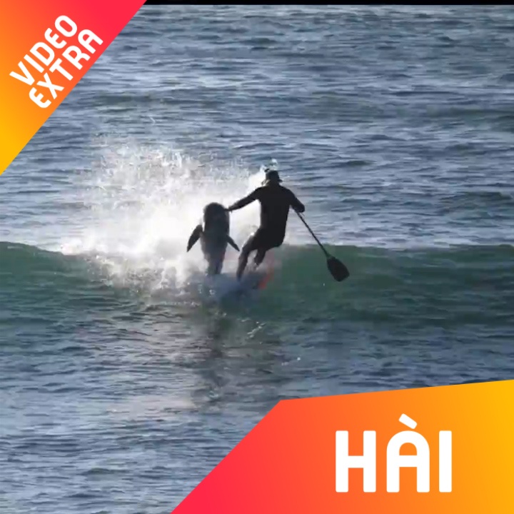 Nguoi dan ong bi ca heo tong bat ngua khi dang luot song hinh anh