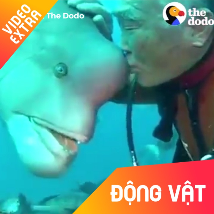 Khi nhung quai vat dai duong lam nung voi tho lan hinh anh