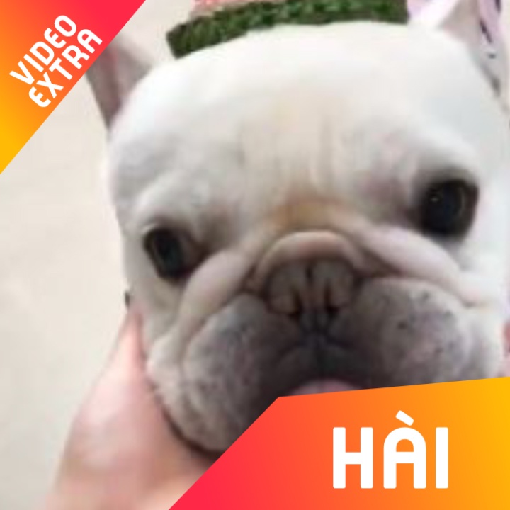 Trao luu Halu Halu phien ban cac chu cho hinh anh