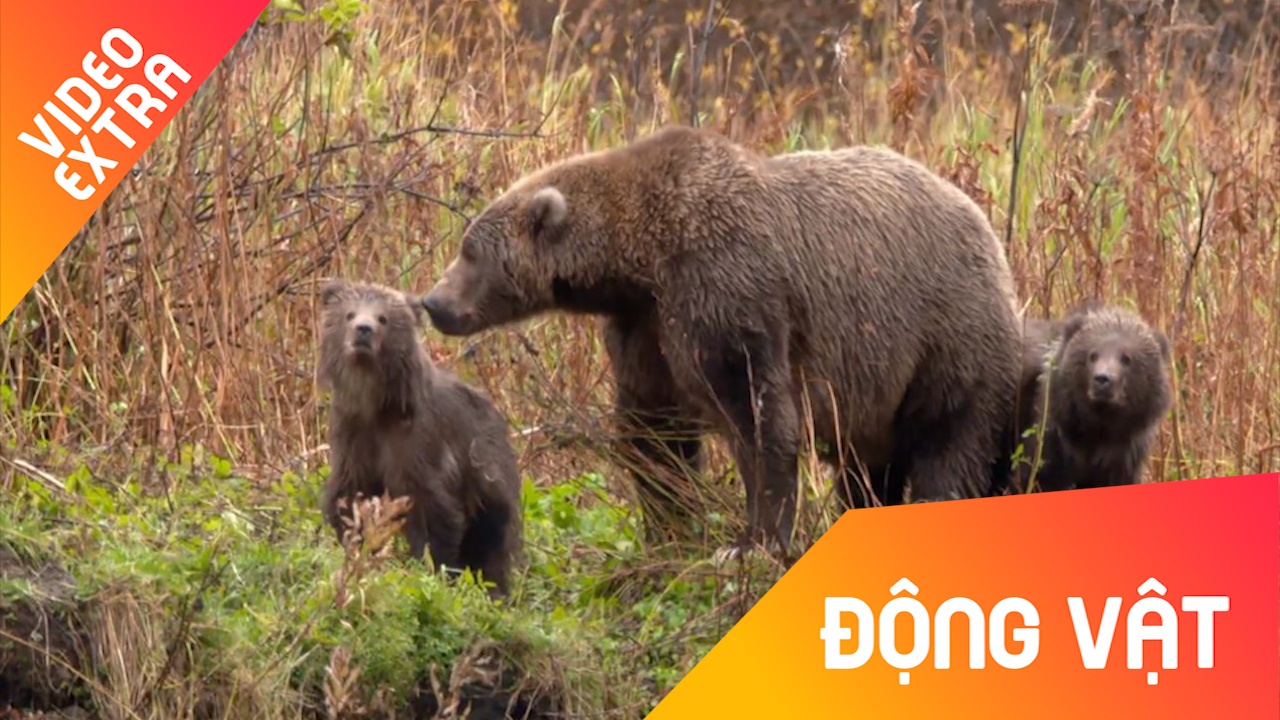 Gau me mao hiem, bao ve con khi dang qua song hinh anh