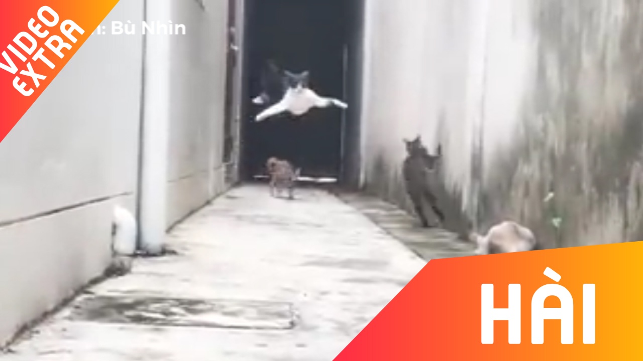 Chu meo tau thoat 'qua nhanh, qua nguy hiem' hinh anh