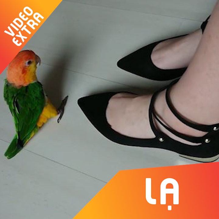 Nhung loai dong vat thong minh biet pha tro hinh anh