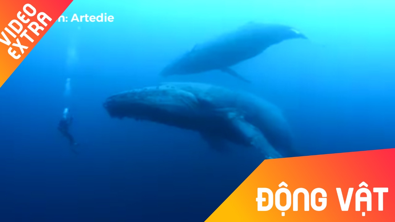 Boi loi cung nhung chu ca voi khong lo hinh anh