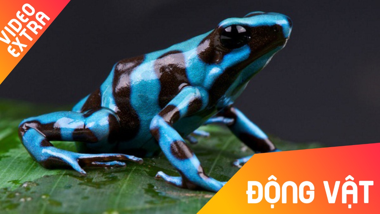 Ech ninja da bay ke san moi khoi to trung hinh anh