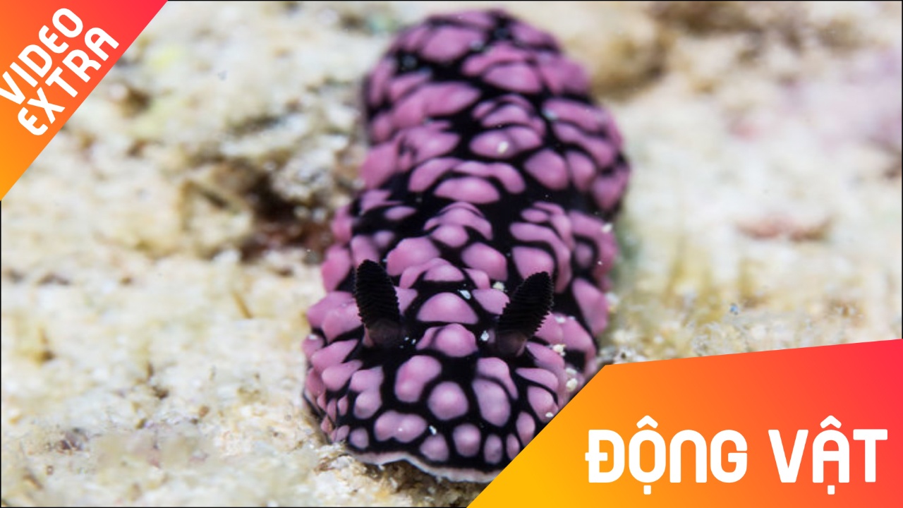 Loai sen bien nhieu mau, an thit dong loai duoi day bien hinh anh