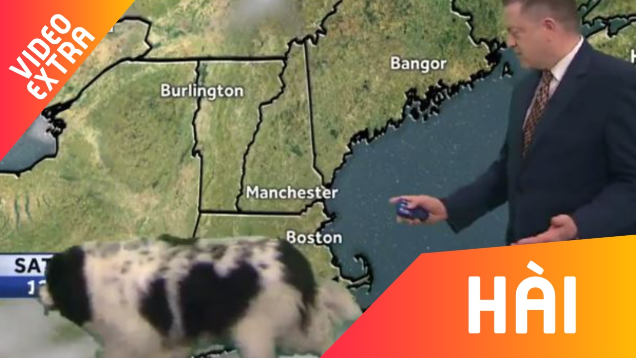 Chu cho hon nhien di lai trong ban tin Anh phat song truc tiep hinh anh