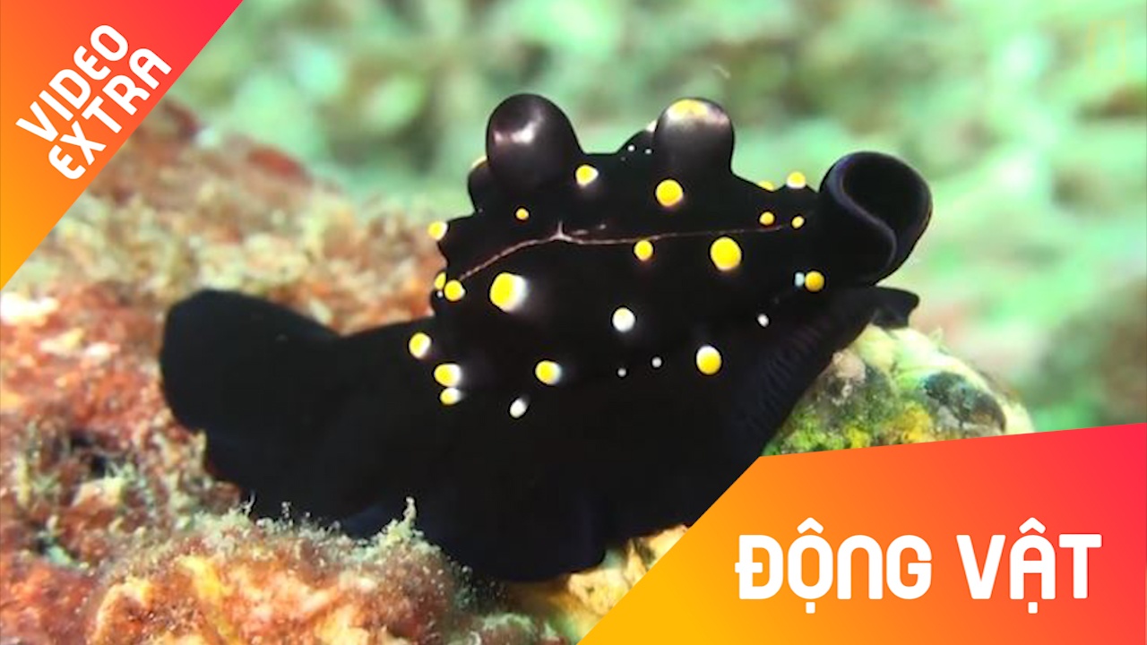 Chiem nguong ve dep 'huyen bi' cua loai oc bien mau ngoc trai hinh anh