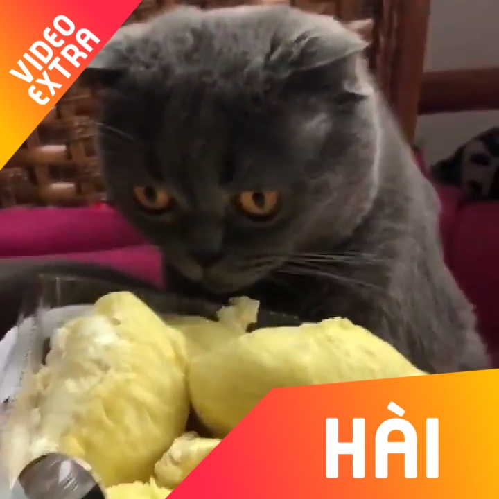 Cho meo phan ung khi lan dau an sau rieng hinh anh