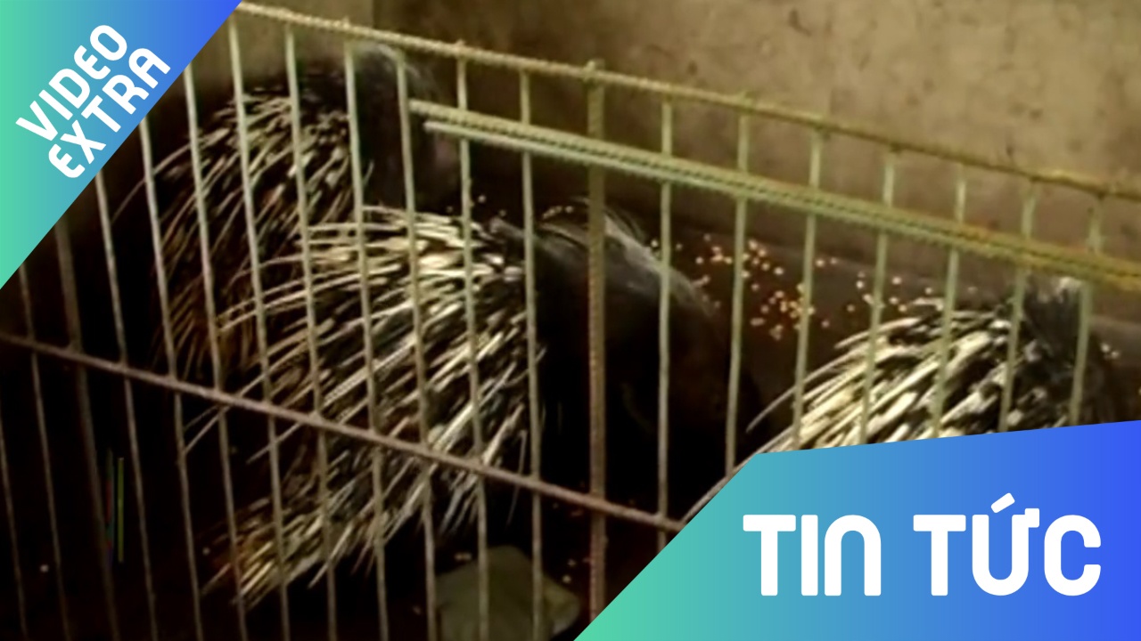 Thu nhap hon 100 trieu dong moi thang nho nuoi nhim o Tra Vinh hinh anh