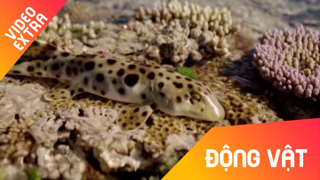 Loai ca map biet 'len bo' de thoat hiem hinh anh