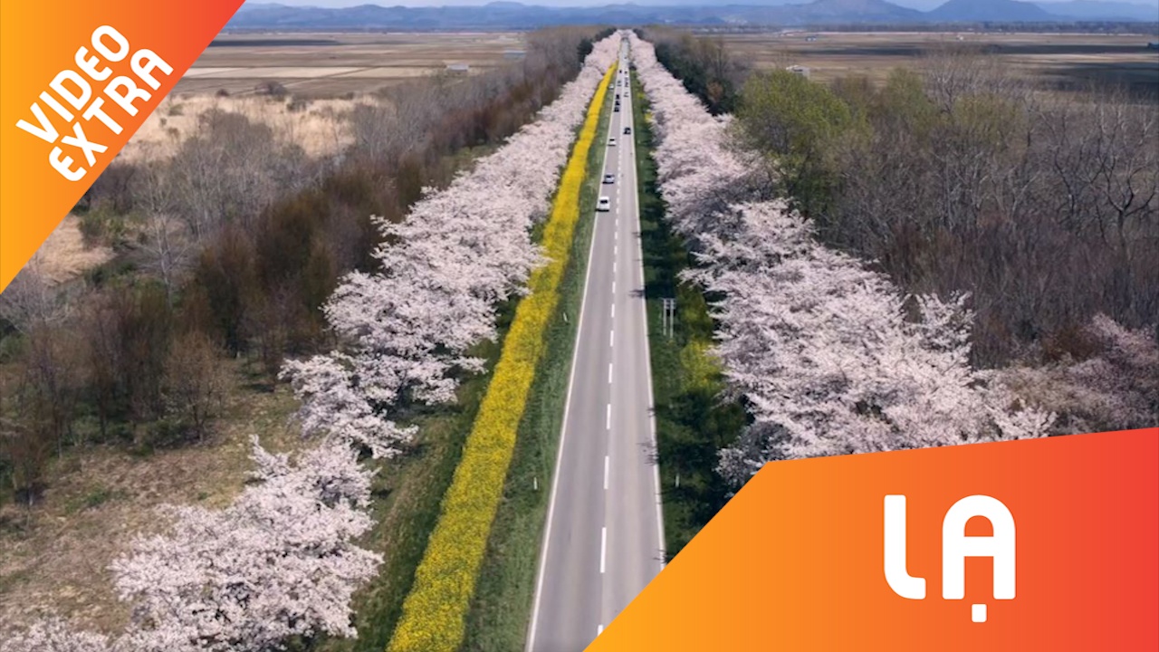 Me long nhung con duong hoa anh dao Nhat Ban hinh anh