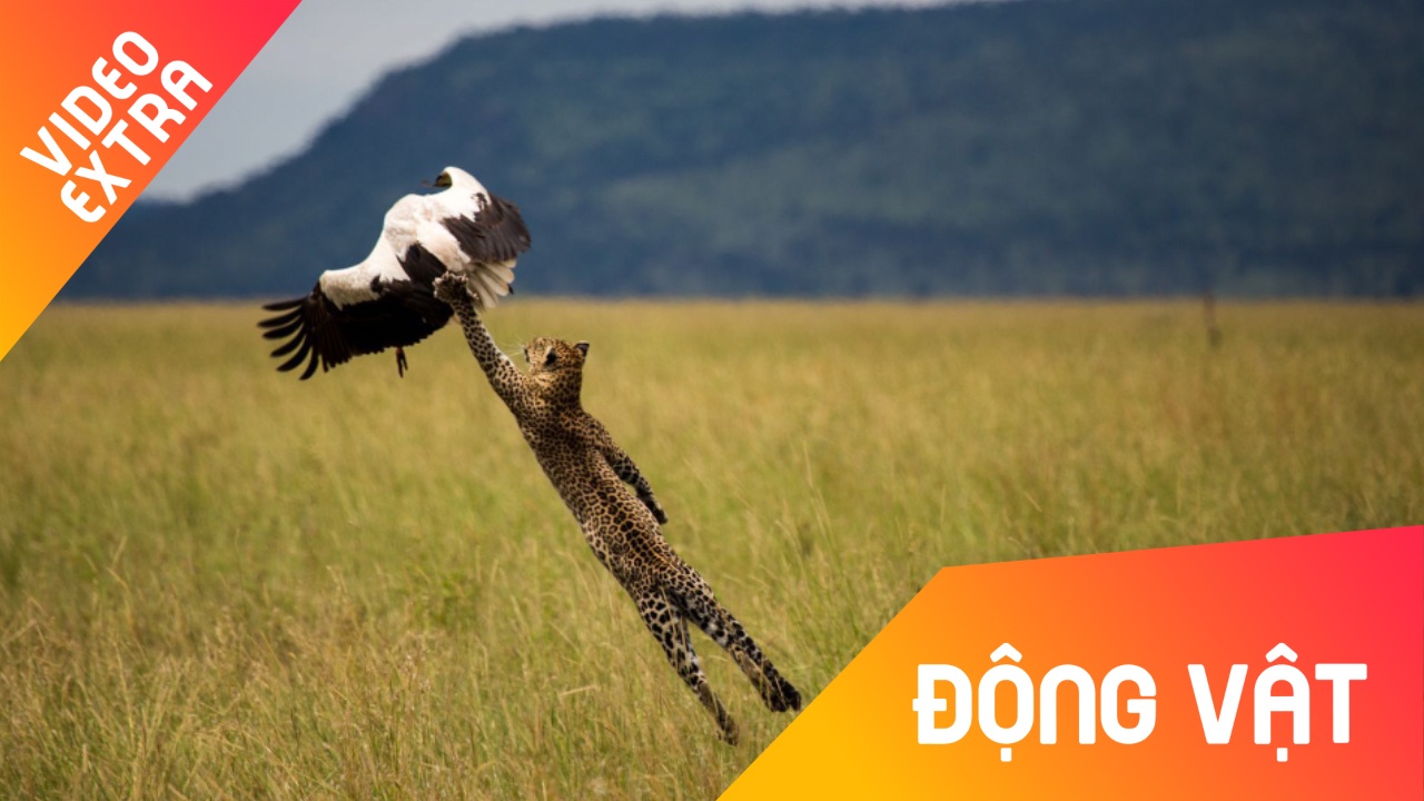 Co phan xa 'nhanh nhu cat' truoc cu vo cua bao dom hinh anh