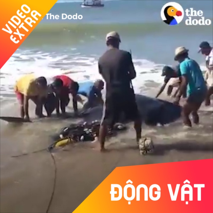 Giai cuu ca duoi khong lo bi dinh luoi hinh anh