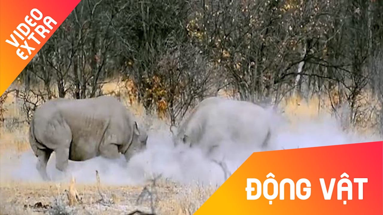 Te giac me mao hiem dung than minh bao ve con hinh anh