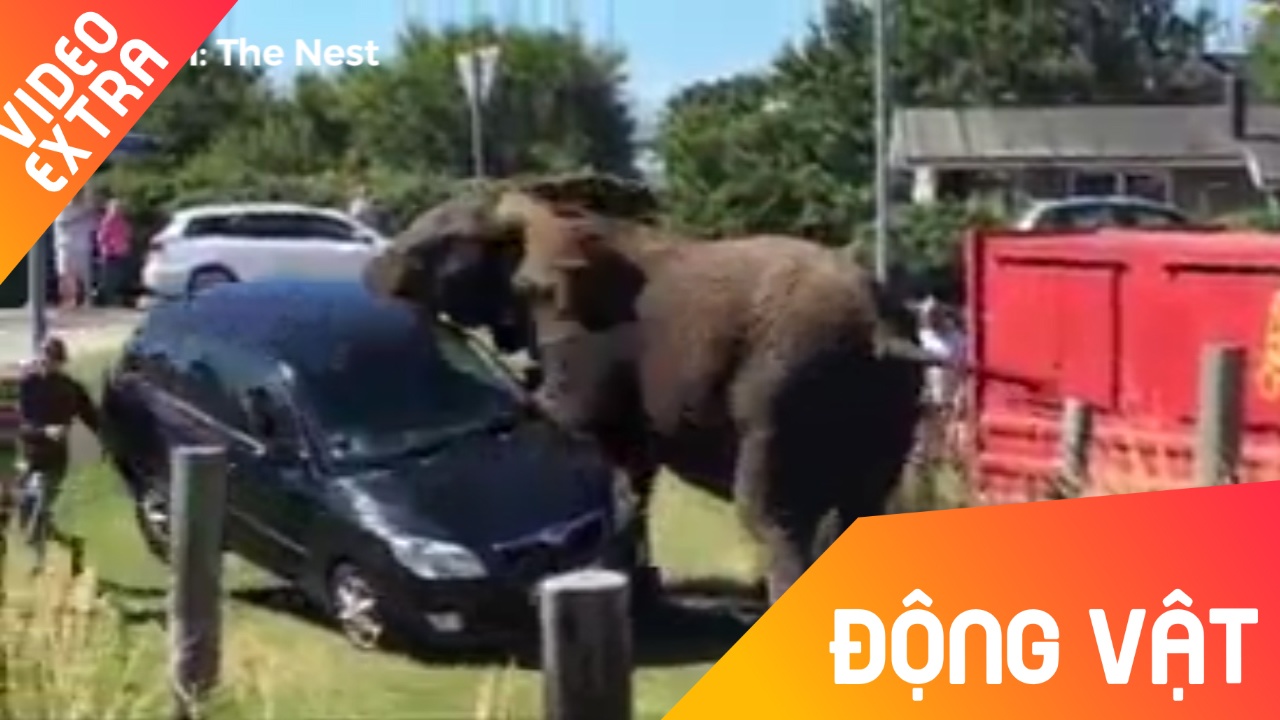 Khi dong vat 'noi gian' vi su phien phuc cua loai nguoi hinh anh