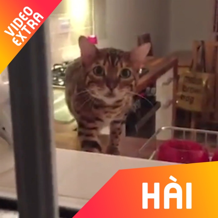 Chu meo dung yen nhu 'chet' moi khi thay co nguoi quay phim hinh anh