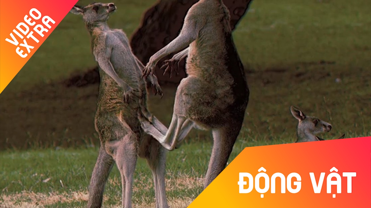 Nhung cu da dang so cua loai Kangaroo hinh anh