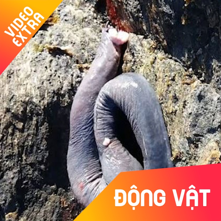 Sinh vat da tron ghe ron, duoc phat hien duoi bien sau hinh anh