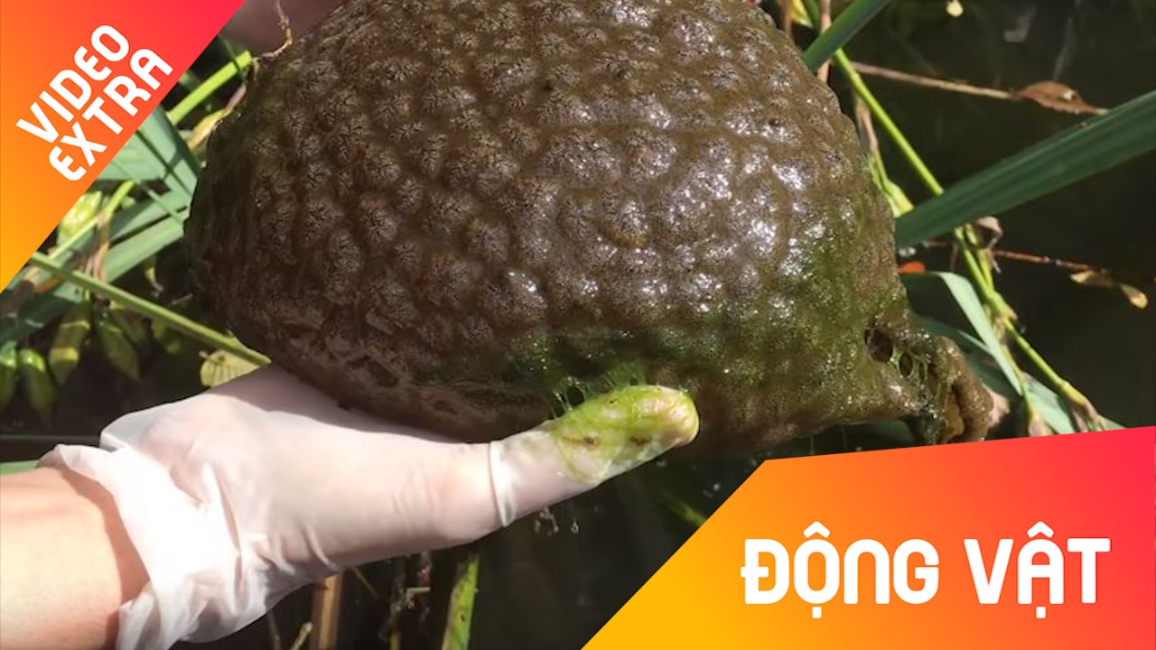 Sinh vat ki la duoc phat hien o Vancouver, Canada hinh anh