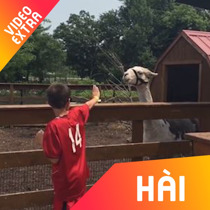 Nhung loai dong vat thich hu doa con nguoi hinh anh