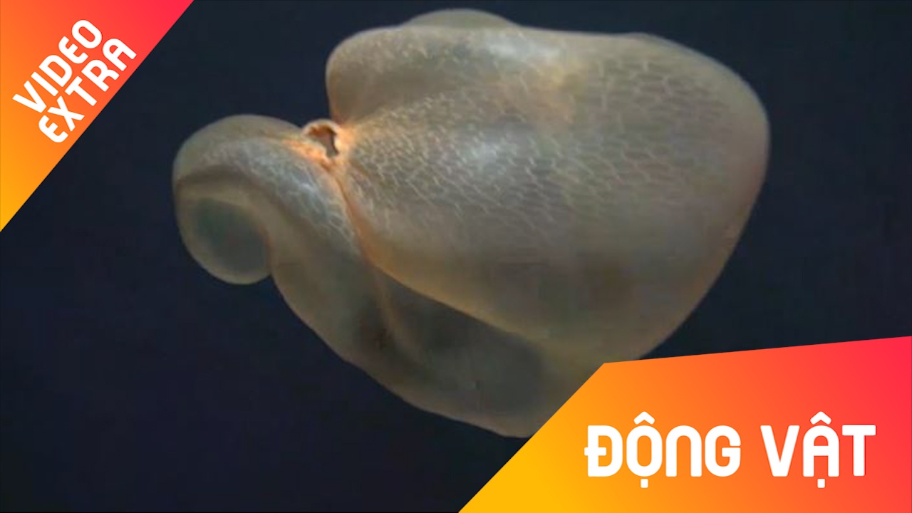 Chiem nguong ve dep cua loai sua giong tui nhua giua dai duong hinh anh