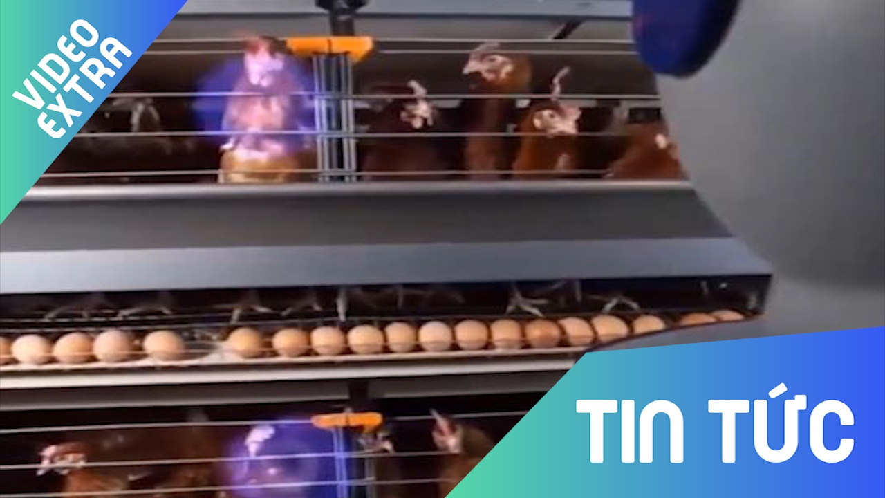 Can canh robot quan ly trang trai ga hon 3 trieu con o Trung Quoc hinh anh