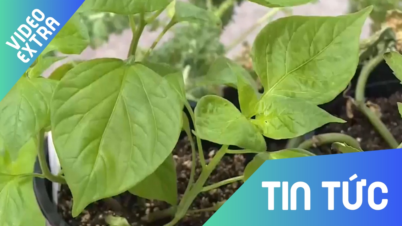 NASA quyet tam trong rau trong khong gian hinh anh