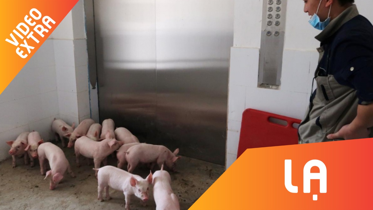 Kham pha 'khach san 5 sao' danh cho dan lon o Trung Quoc hinh anh