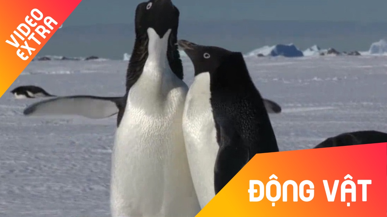 Hinh anh quay nhanh ve 'cuoc song tinh yeu' cua chim canh cut hinh anh