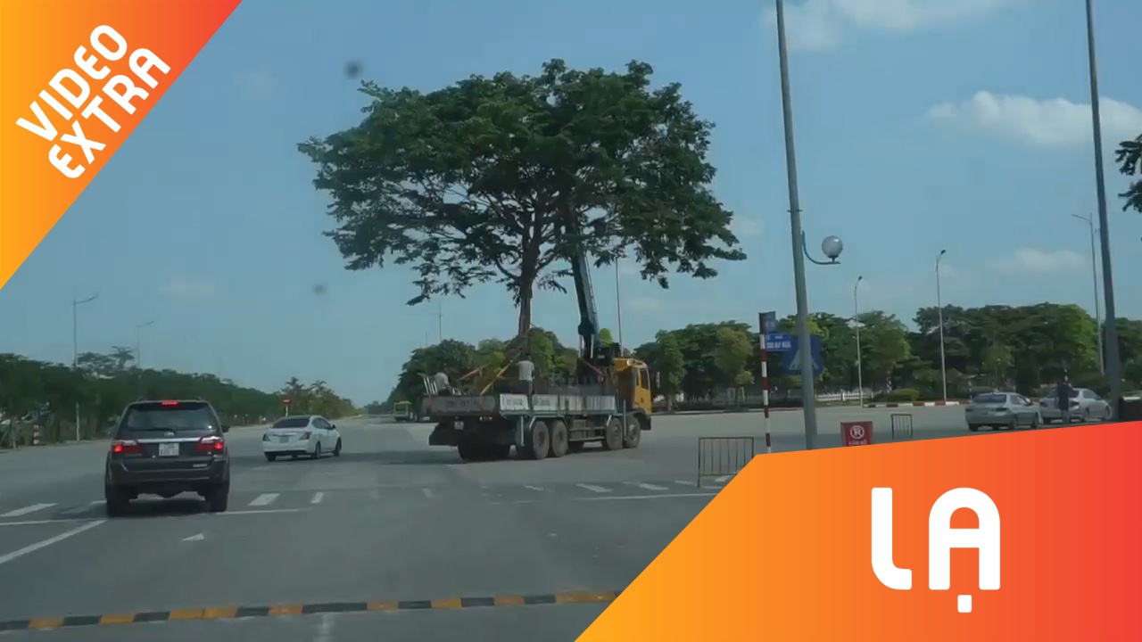 Xe tai 'dien xiec' tren pho, van chuyen cay cao hon chuc met hinh anh