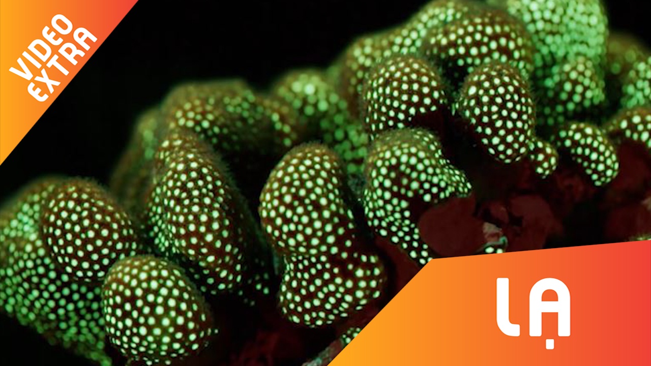 Nhung loai san ho doc di duoi bien sau hinh anh