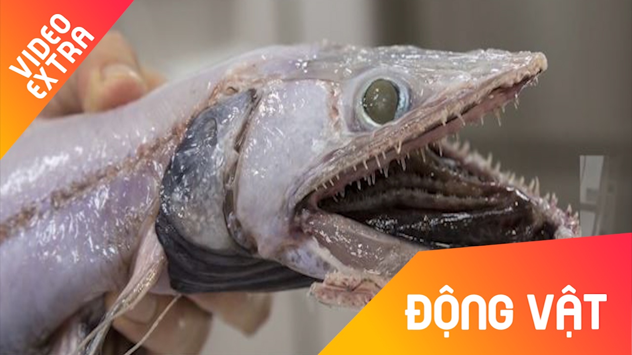 Loai ca than lan ki la duoc phat hien o Australia hinh anh