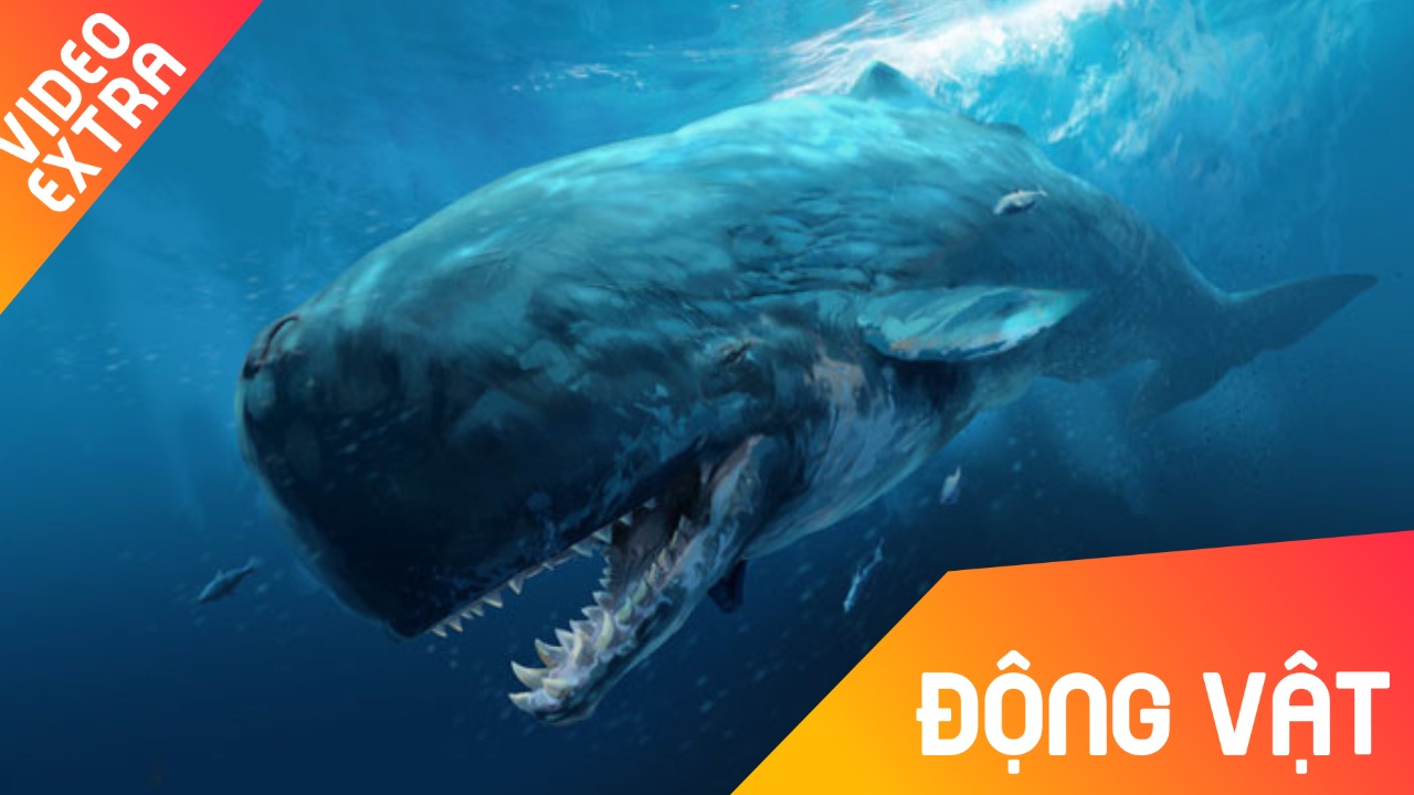 Loai ca voi khien ca map sat thu Megalodon phai kinh so hinh anh