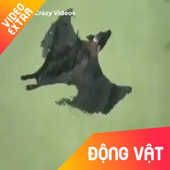 Chu doi khong lo boi loi duoi dong song hinh anh