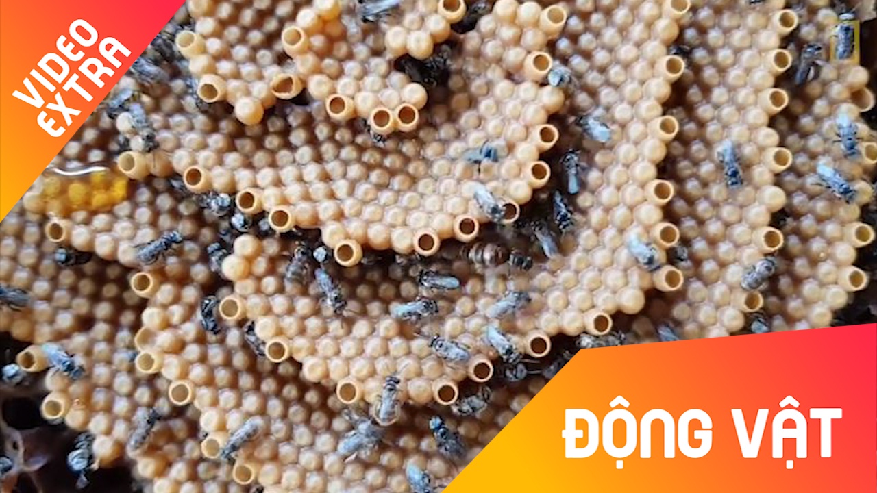 Loai ong ky la thich xay to hinh xoan oc hinh anh