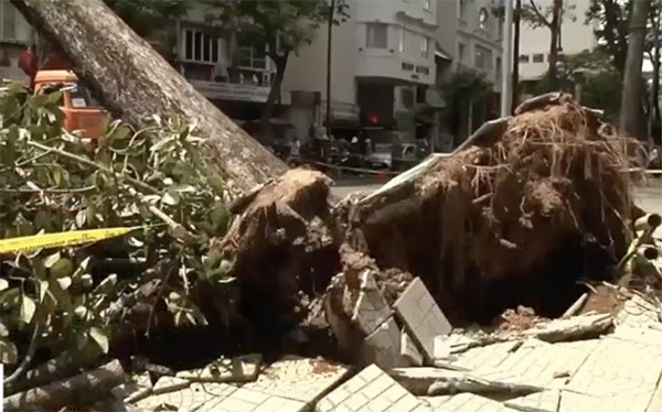 Nhieu cay co thu bat goc, cho do o Sai Gon hinh anh