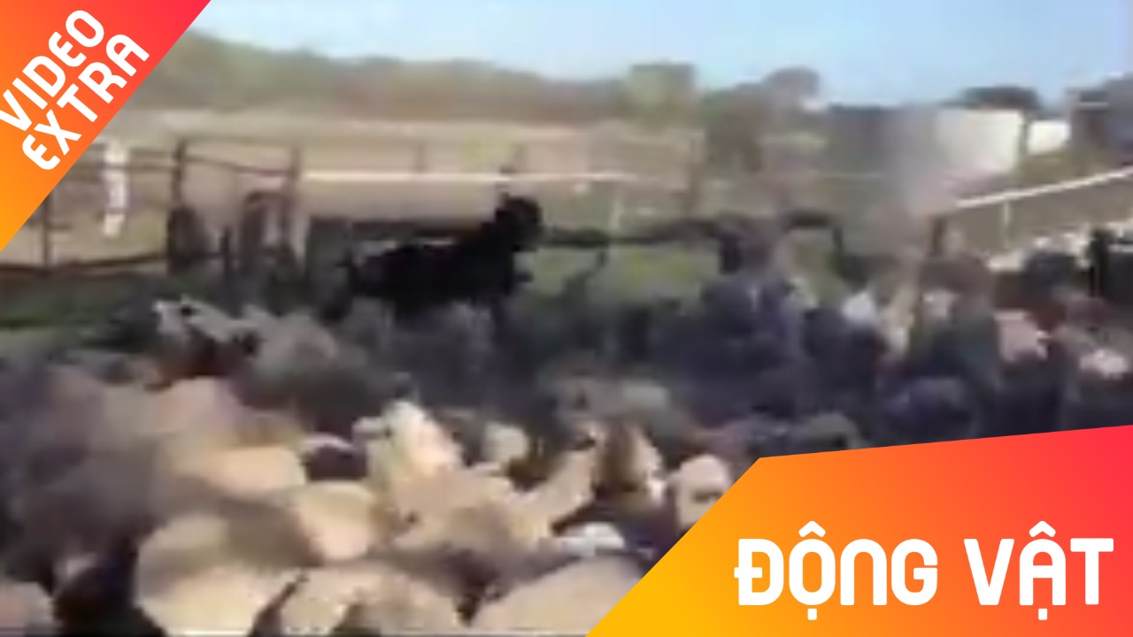 Chu cho phi than tren lung hang nghin con cuu hinh anh