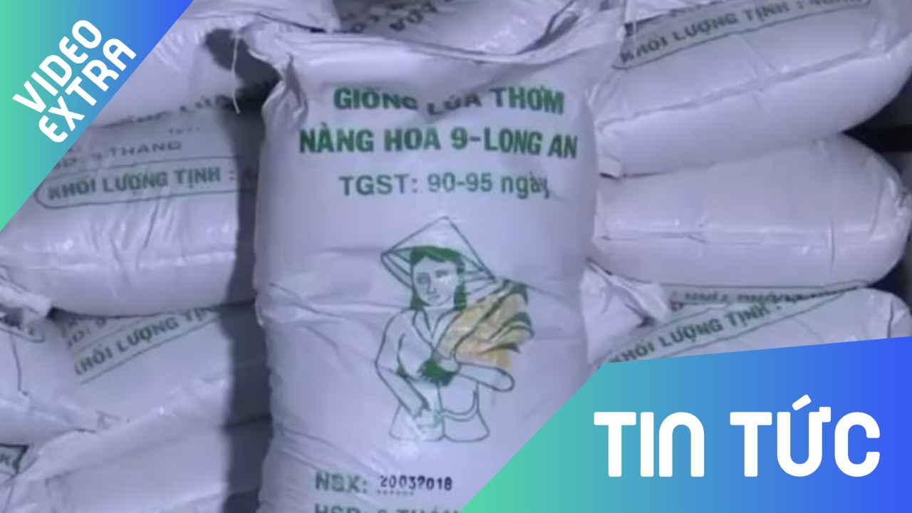 Phat hien co so gia mao lua giong so luong lon hinh anh