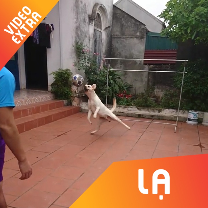 Cho duoc huan luyen lam thu mon bach phat bach trung hinh anh