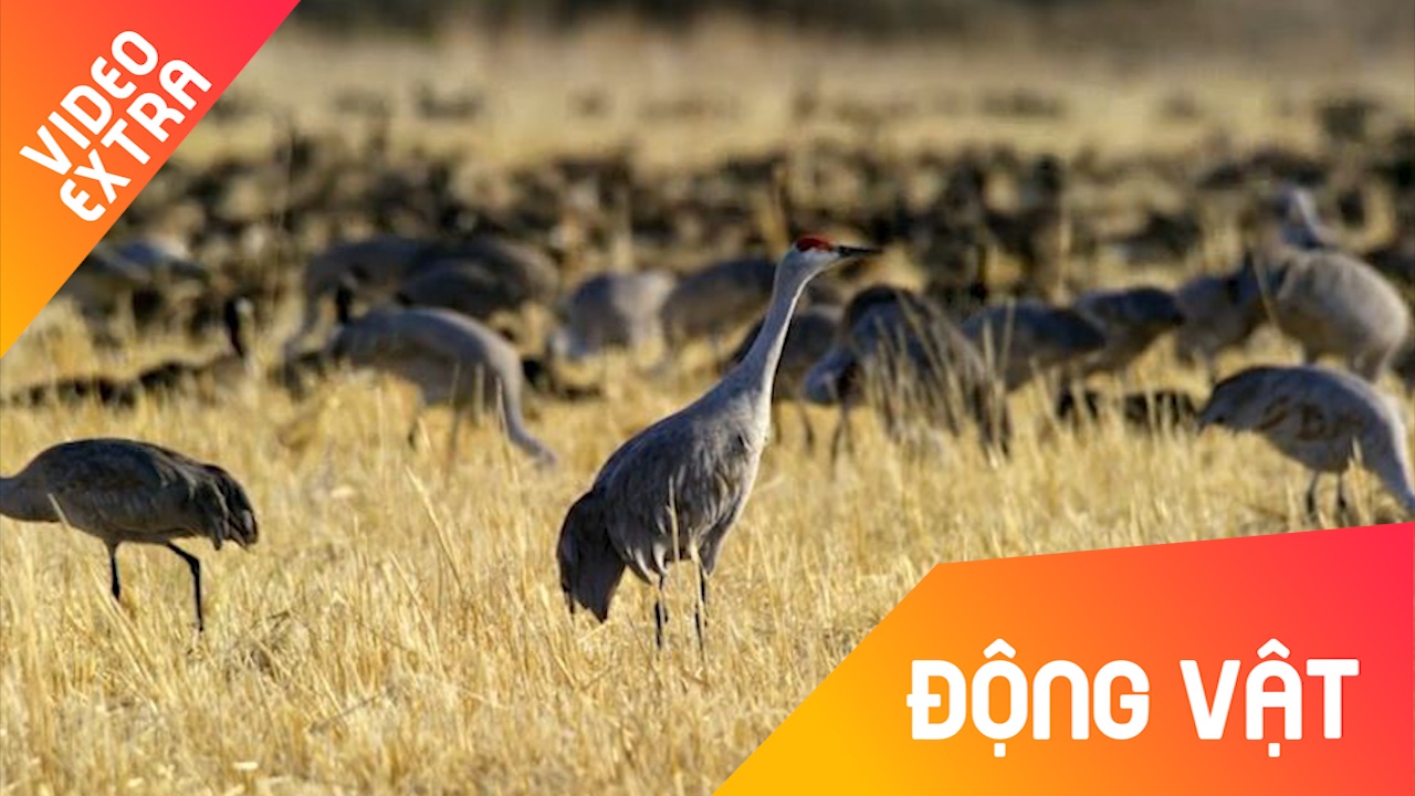 Cach loai seu doi cat tim ban doi trong mua xuan hinh anh