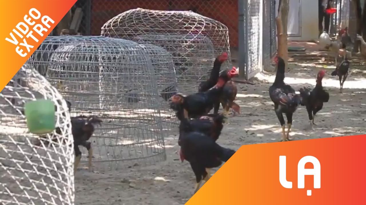 Ben trong trang trai ga choi tien ty o Ha Noi hinh anh