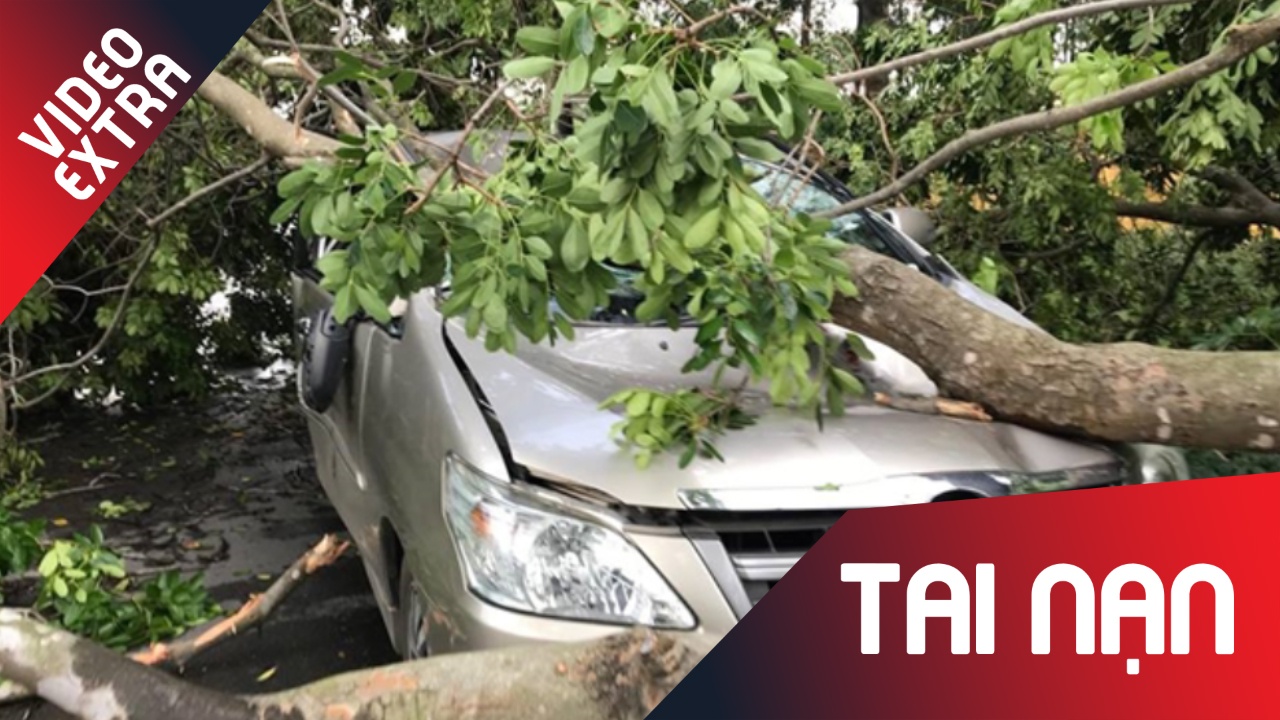 Cay xanh bat goc de bep xe oto o TP.HCM hinh anh