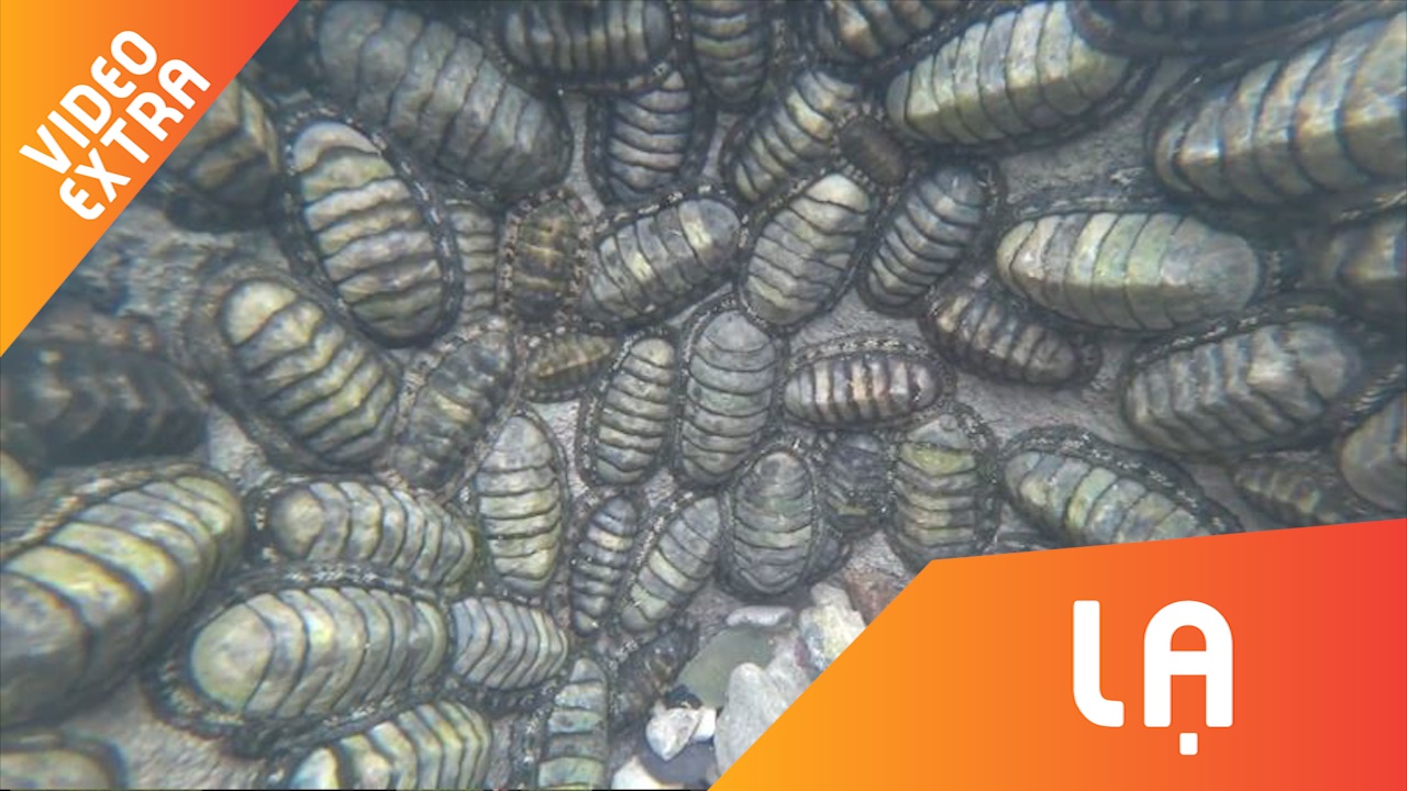 Sinh vat bi an xuat hien sau moi dot thuy trieu hinh anh