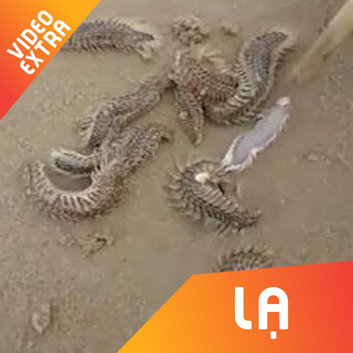 Ret bien xuat hien day dac o Vung Tau hinh anh